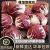 槿馐红菊苣500g落地红球新鲜蔬菜沙拉食材西餐，配菜紫苣