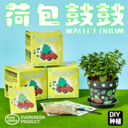 绿州荷包鼓鼓薄荷种子DIY种植小盆栽办公室桌面绿植好养创意礼物