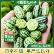 微型拇指西瓜种子迷你水果小西瓜佩普基诺黄瓜易种蔬菜四季播
