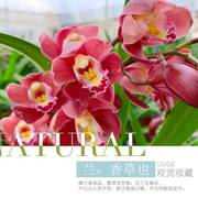 国兰大花蕙兰-红宝石浓香型，(花期10月-3月兰花，墨兰花苗