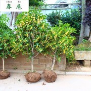 四季桂花盆栽植物原生实生桂花树苗盆栽四季桂，金桂浓香型红色桂