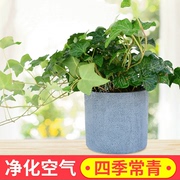 室内绿植常春藤吊兰植物盆栽常青藤耐寒植物吊兰办公室藤蔓植物