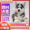 四川犬舍纯种哈士奇幼犬三把火，蓝眼小中型二哈犬宠物狗雪橇犬