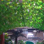 仿真葡萄叶装饰(叶装饰)树叶藤条，假花假藤蔓，植物爬藤室内塑料绿叶吊顶绿萝