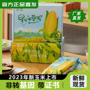 23年新粮上市早安大苞米糯玉米10支礼盒装非转基因0添加
