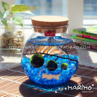 marimo幸福海藻球微景观，生态瓶创意水族，鱼缸水培植物小盆栽