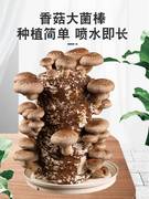 香菇菌种菌菇家蘑菇种植包香菇(包香菇)种子，香菇种植菌种食用菌香菇种植包