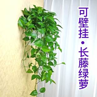 壁挂绿萝盆栽吸甲醛净化空气，办公室小植物懒人，水培室内花卉盆吊兰