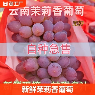 茉莉香葡萄新鲜无籽玫瑰香葡萄郁金香红提当季孕妇水果1-5斤
