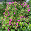 紫茉莉花种子孑籽四季种易活庭院室外阳台盆栽驱蚊地雷花草夜来香