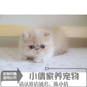 加菲猫宠物猫咪异国短毛猫，家养纯种短毛，幼猫活体乳白加菲弟弟q