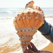 天然真海螺贝壳摆件工艺品鱼缸，造景海螺超级特大号角可吹玩具深海