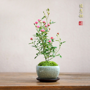 姬月季小盆栽室内植物日本迷你阳台花卉办公室好养桌面绿植须惠姬