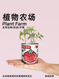 植物办公室盆栽diy儿童盆栽，礼物桌面绿植罐头花企业学校定制