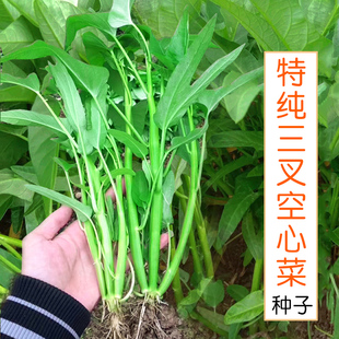 特纯三叉空心菜种子水生培春夏季四季阳台盆栽蔬菜种孑青菜种籽苗