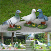 家居花园别墅装饰品树脂鸟类，摆件仿真动物工艺品鸽子客厅创意