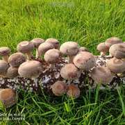 高产栽培椴木木头菌包原种种食用菌平菇菌种，种植香菇种植椴木香菇