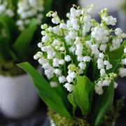 铃兰盆栽铃兰花带芽苗好养花卉，绿植花苗花种风铃花室内植物花