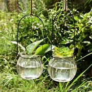 3个铜钱草玻璃花瓶观叶观根，植物吊瓶子水培植物容器水生水养绿萝
