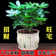 八方来财鸭脚木四季常青室内阳台桌面绿植盆栽花卉发财树苗七叶莲