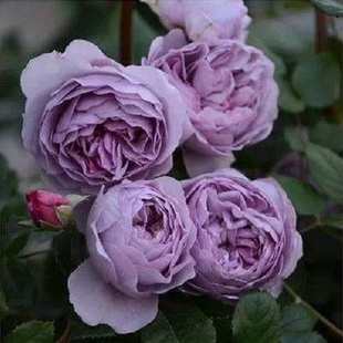 蓝色风暴月季花苗大花，浓香开花紫色花卉植物，庭院四季玫瑰盆栽欧月