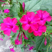 紫茉莉花种子胭脂花地雷，花春天易种开花室内庭院阳台花卉盆栽种子