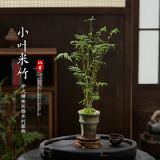 米竹室内盆栽小型微盆景庭院，室内桌面绿植观音，竹子观赏竹带盆种好