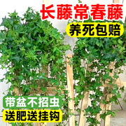 常春藤盆栽苗绿植吊兰垂吊爬藤植物四季常青室内阳台好养活除甲醛