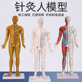 6085cm中医针灸穴位人体模型，十二经络图穴位铜人半肌肉骨骼内脏
