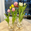郁金香种球含花瓶四季水培花卉植物室内花郁金香鲜花种子盆栽绿植