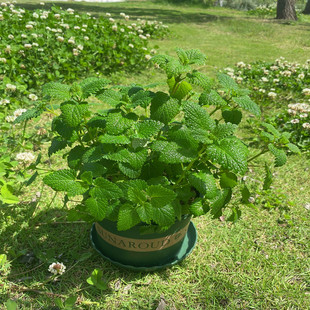 柠檬薄荷盆栽新鲜可食用薄荷叶，室内水培驱蚊植物薄荷苗绿植花卉
