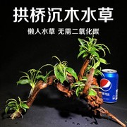 南美缸沉木造景装饰摆件，赖人水草植物黄金，迷你水榕龟缸水草树桩