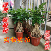 幸福树室内盆g栽植物客厅，四季常青绿(常青绿)宝树提根老桩盆景花卉发财树