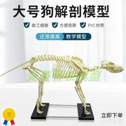 犬骨骼模型仿真大型成年狗骨架标本，狗头宠物兽医畜牧动物解剖大号