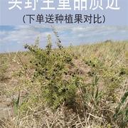 天然青海诺木洪野生黑枸杞特级大果100g非新疆宁夏特产小罐装