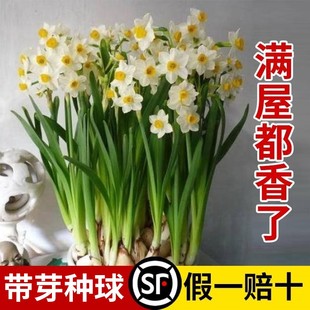 漳州水仙花种球盆栽水养，带花苞风信子四季开年宵花卉植物室内好养