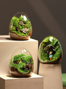 苔藓微景观生态瓶私人，草坪桌面迷你盆栽办公室，创意教师节礼物神奇
