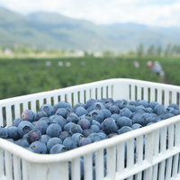 云南高山蓝莓鲜果新鲜水果