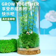 鲜活苔藓微景观盆景，生态瓶微景观diy盆栽办公室，桌面摆件节日礼物