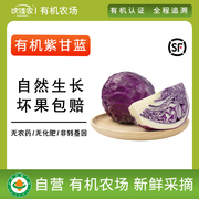 沈佳农有机紫甘蓝新鲜生吃紫包菜蔬菜，配送榨汁生吃沙拉食材500g
