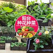 大号阳台种菜盆 家庭屋顶蔬菜种植箱 长方形塑料花盆 花箱槽设备