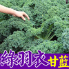 绿羽衣甘蓝种苗种子甘兰秧苗种籽观赏食用绿色四季播种盆栽蔬菜种