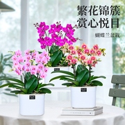 蝴蝶兰盆栽带花苞客厅室内好养花卉绿植兰花带，花办公室桌面植物