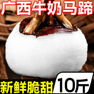 广西牛奶特大马蹄10斤新鲜蔬菜荸荠水果农家白马蹄即食特产