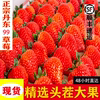 丹东99草莓新鲜水果奶油牛奶孕妇东港大草莓当季整箱礼盒3斤
