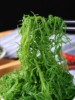 龙须菜10斤炒汤火锅新鲜盐渍，凉拌菜海发菜海藻，石花菜鹿角菜海草