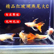 红玻璃孔雀鱼红玻璃体孔雀鱼玻璃体，孔雀鱼种鱼纯种观赏鱼小型鱼