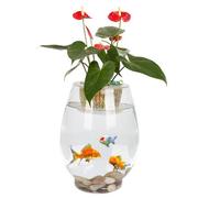 玻璃水培植物花瓶铜钱，草黄金葛火鹤花，透明恐龙蛋富贵竹水培鱼缸