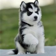 哈士奇幼犬纯种可爱阿拉斯加幼犬，雪橇犬二哈小狗活物，中大型宠物狗