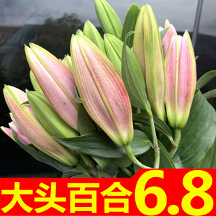 香水百合花水养鲜切花花束云南基地直发同城速递多头玫瑰花母亲节